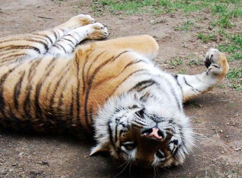 zoosad-1-tigr zoosad-1-tigr